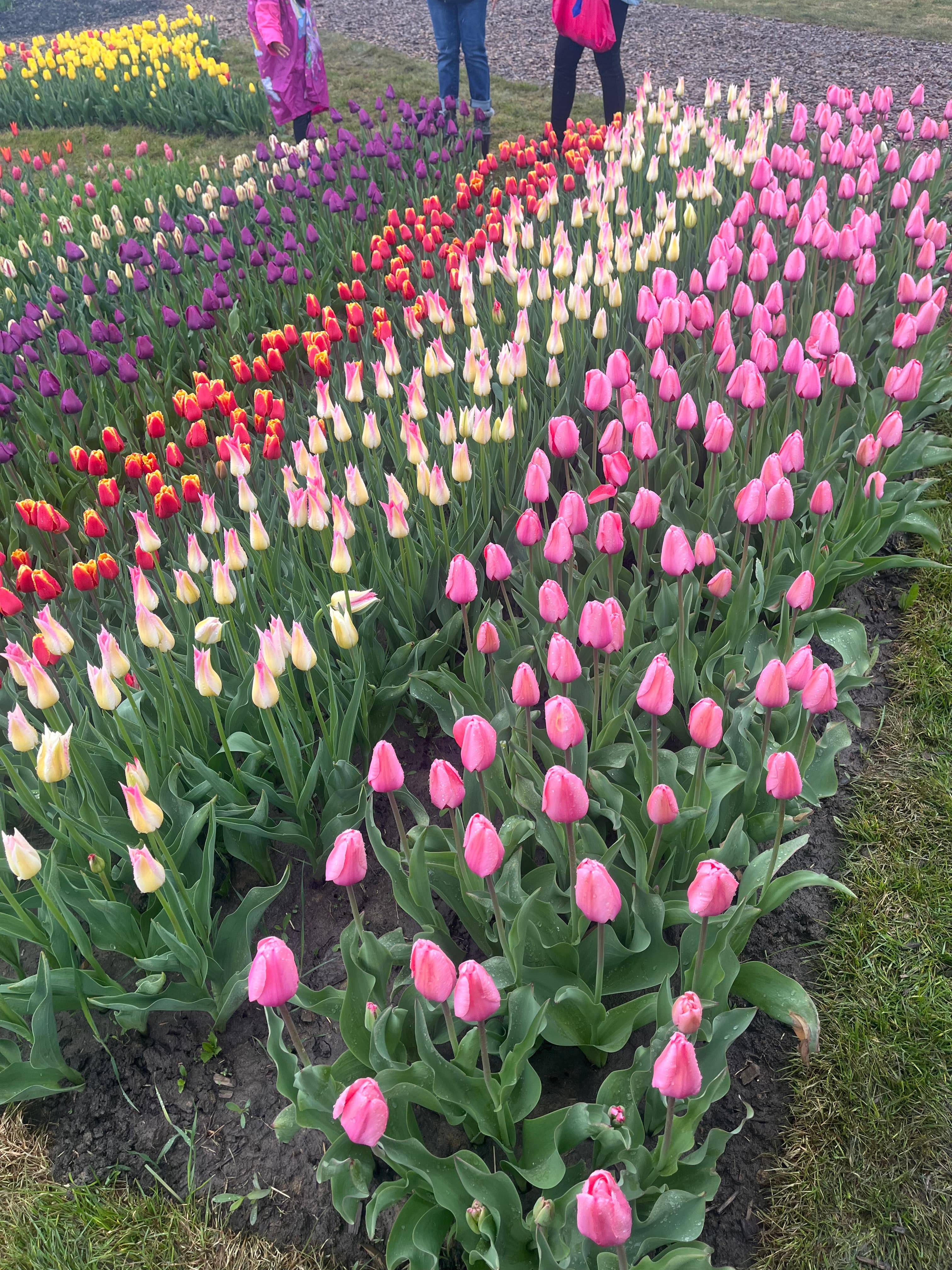 Colourful tulip field