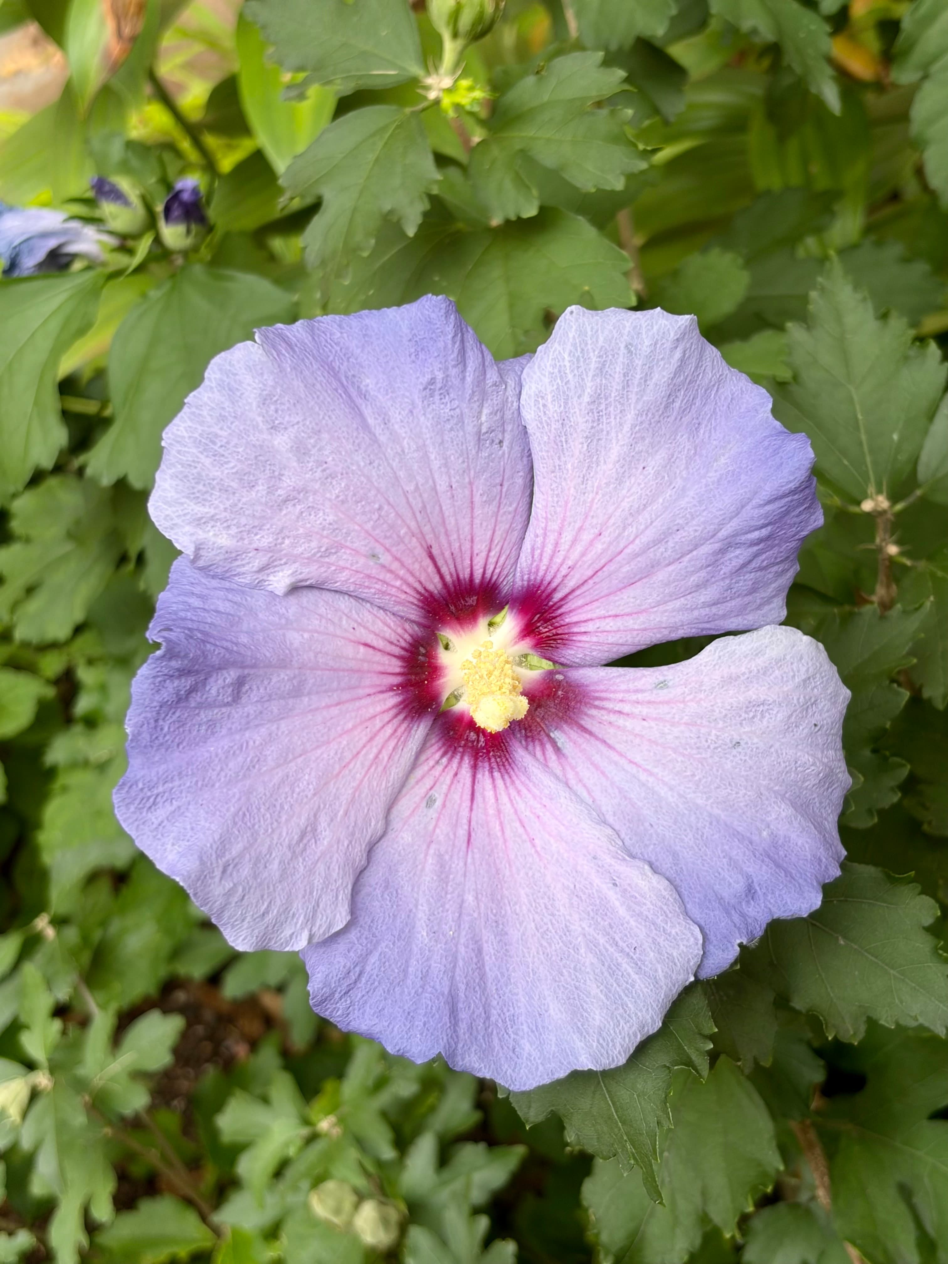 Purple hibiscus flower in bloom