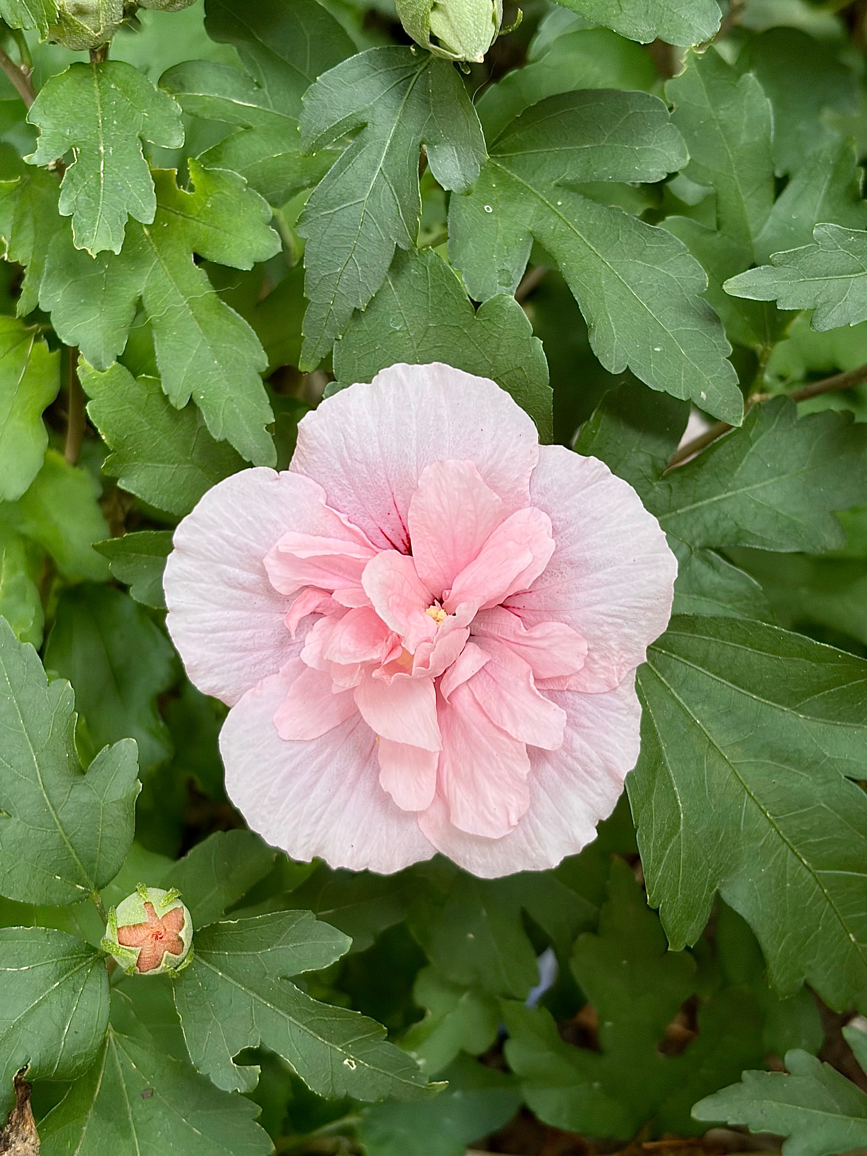 Pale pink hibiscus flower in bloom