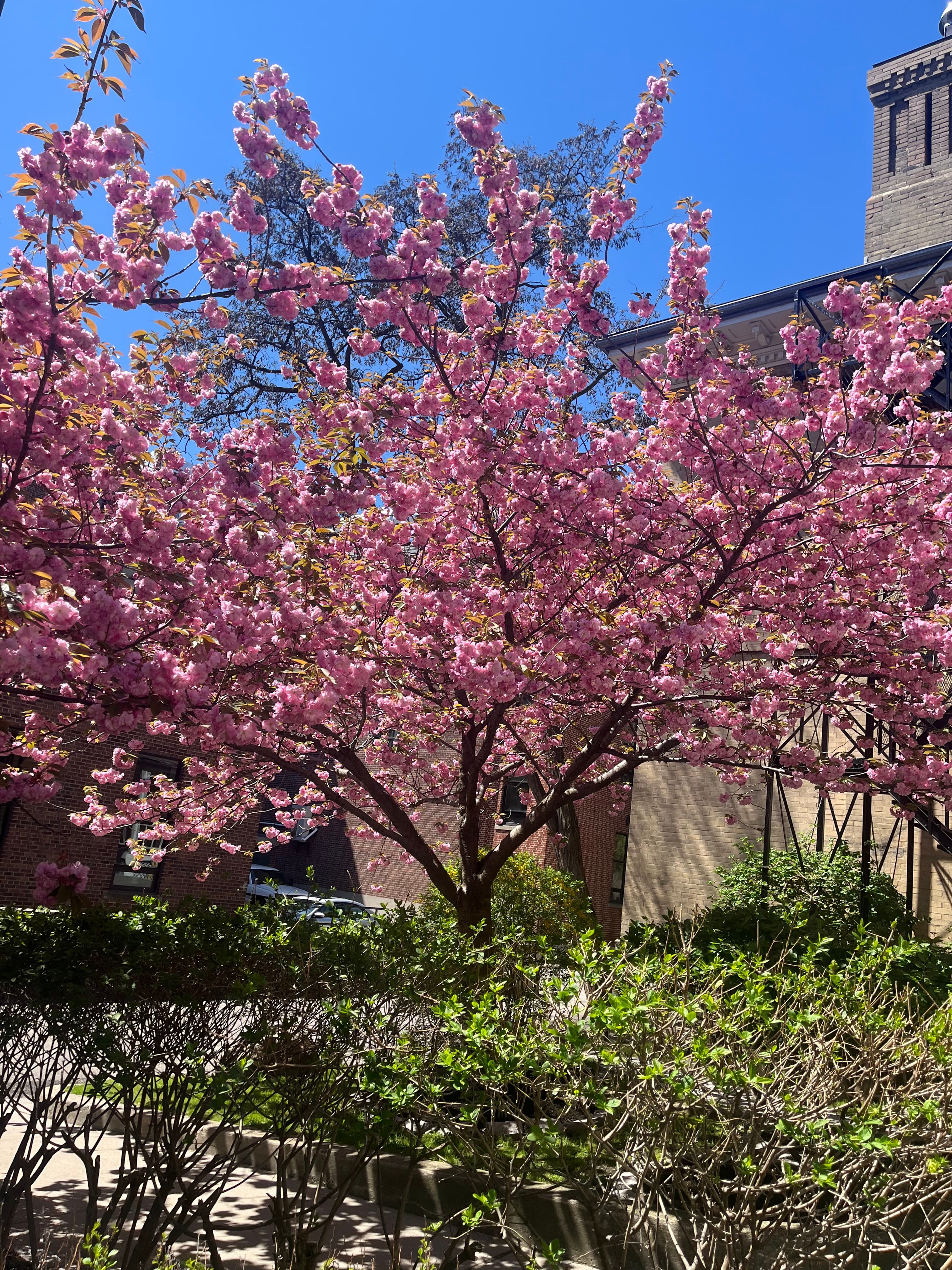 Cherry blossom tree against a blue sky