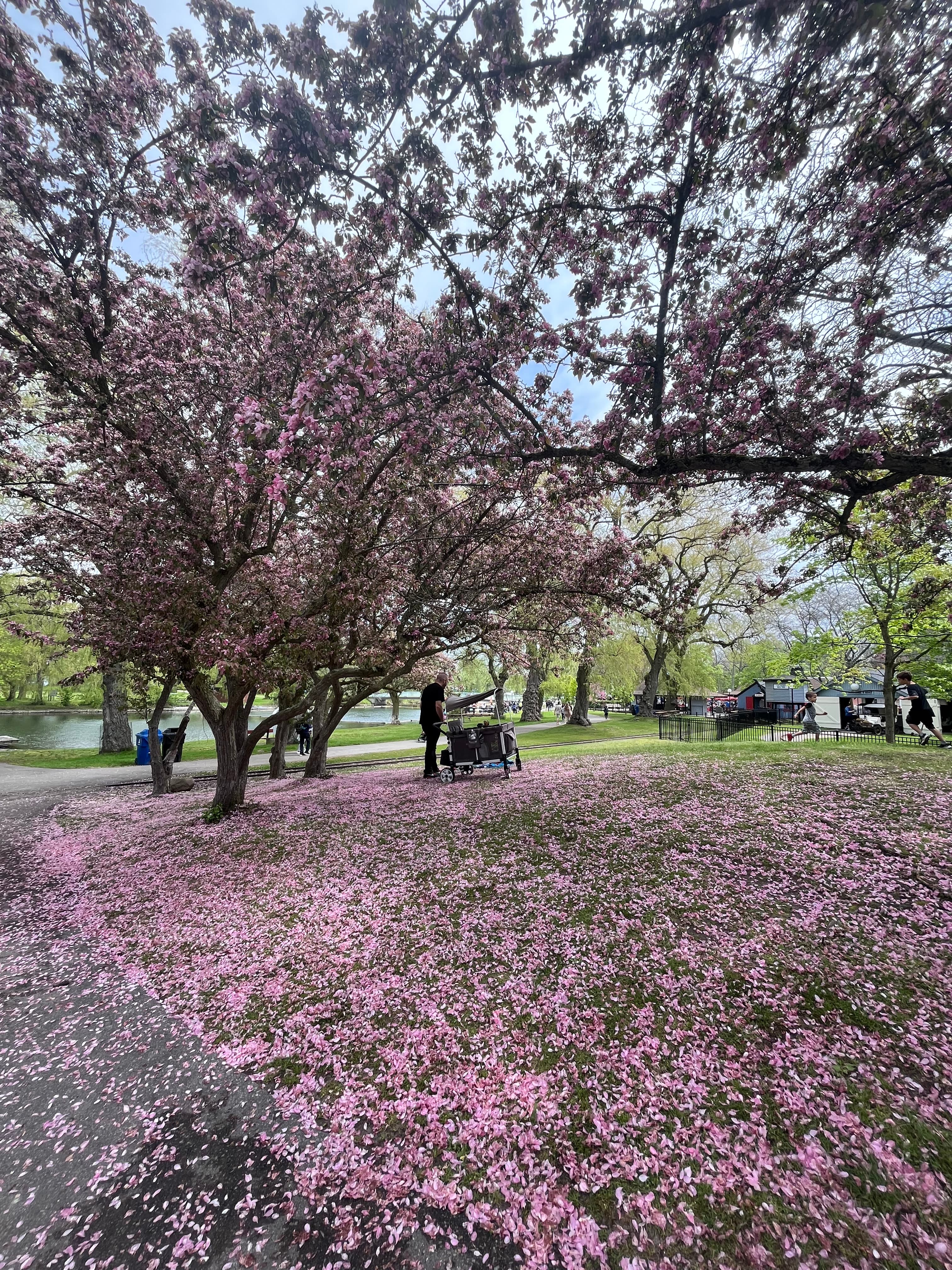 Cherry blossom trees with petals carpeting the ground