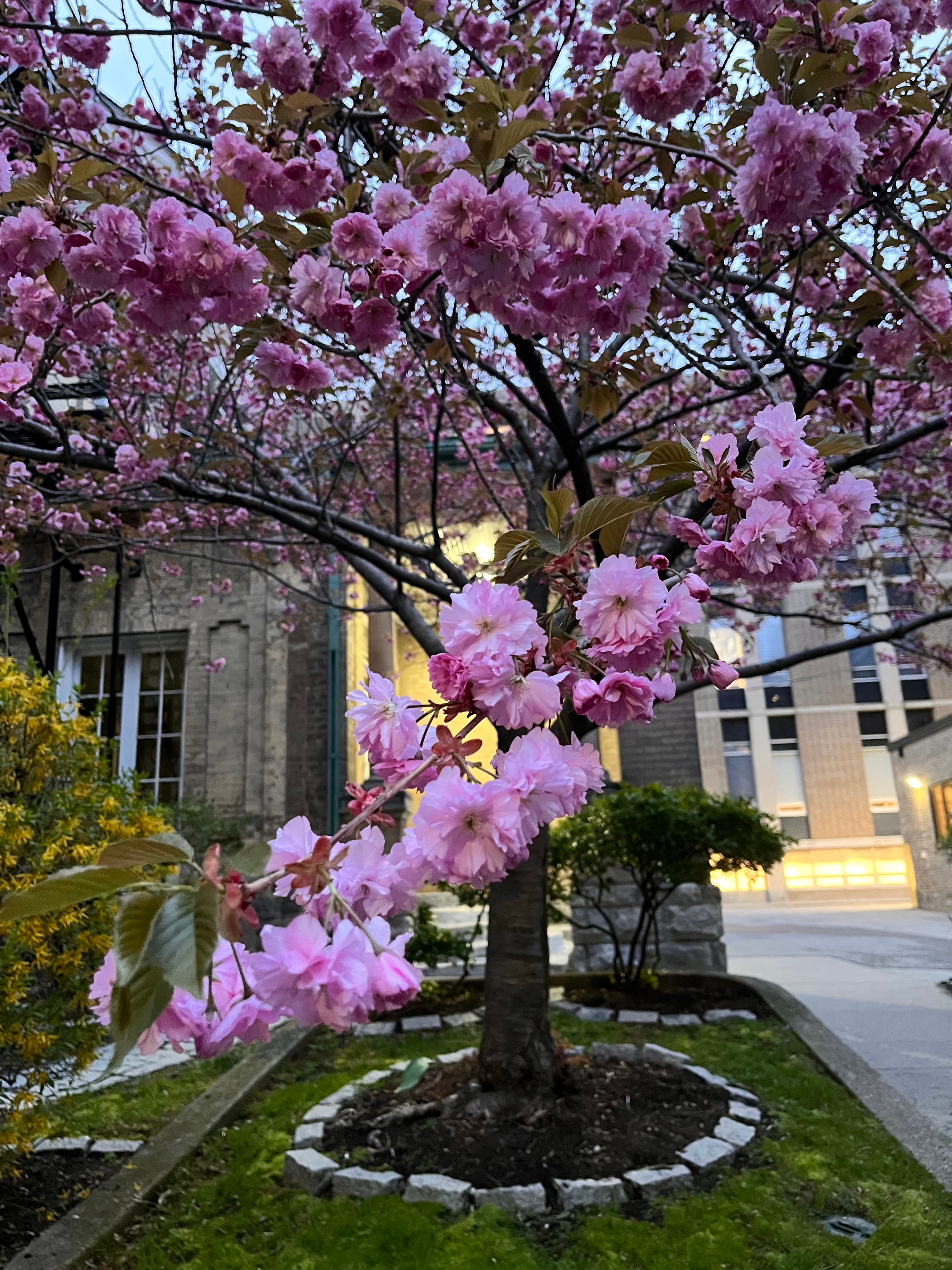 Cherry blossom tree in a courtyard at dusk
