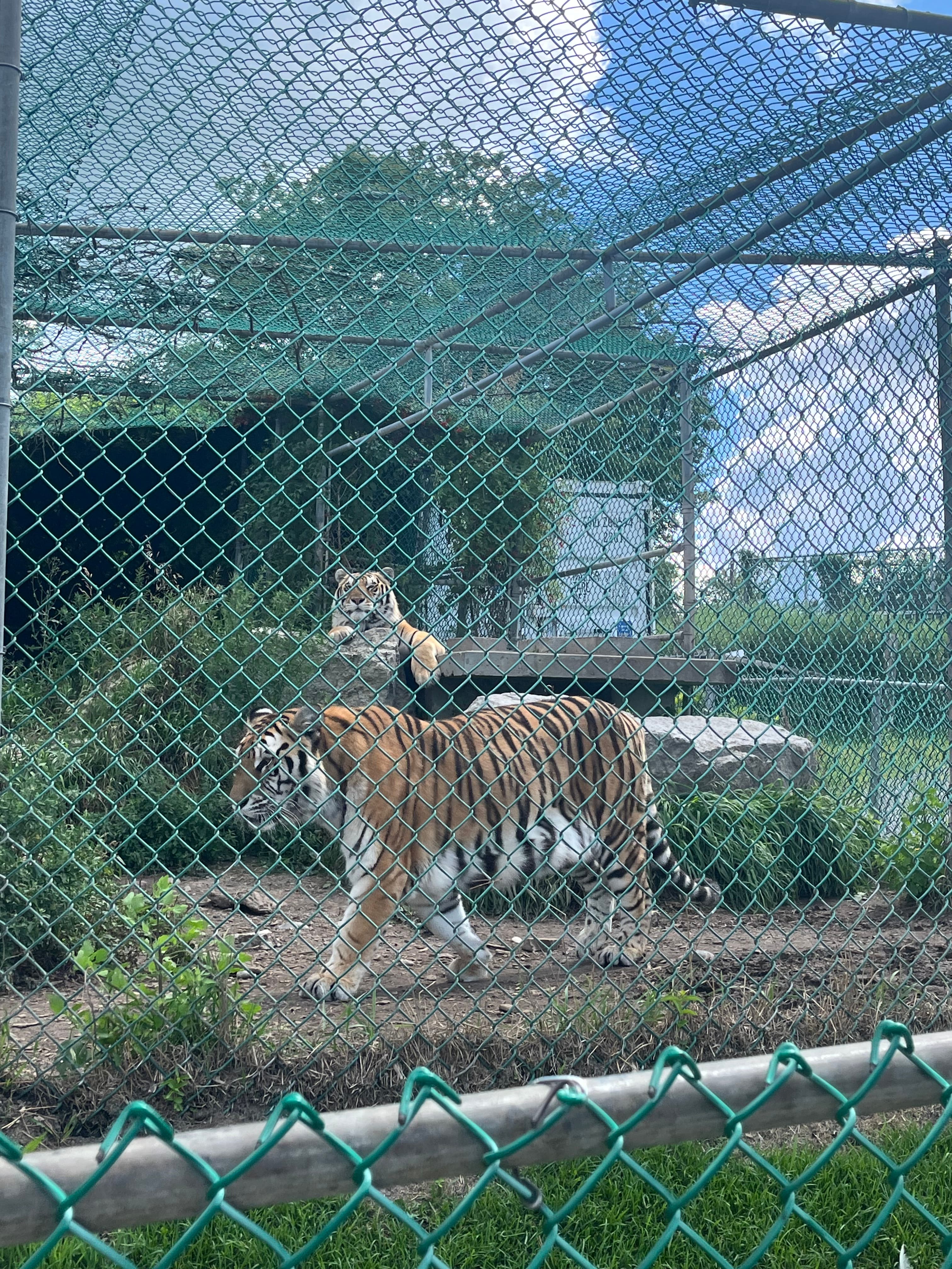 Tiger pacing at the zoo