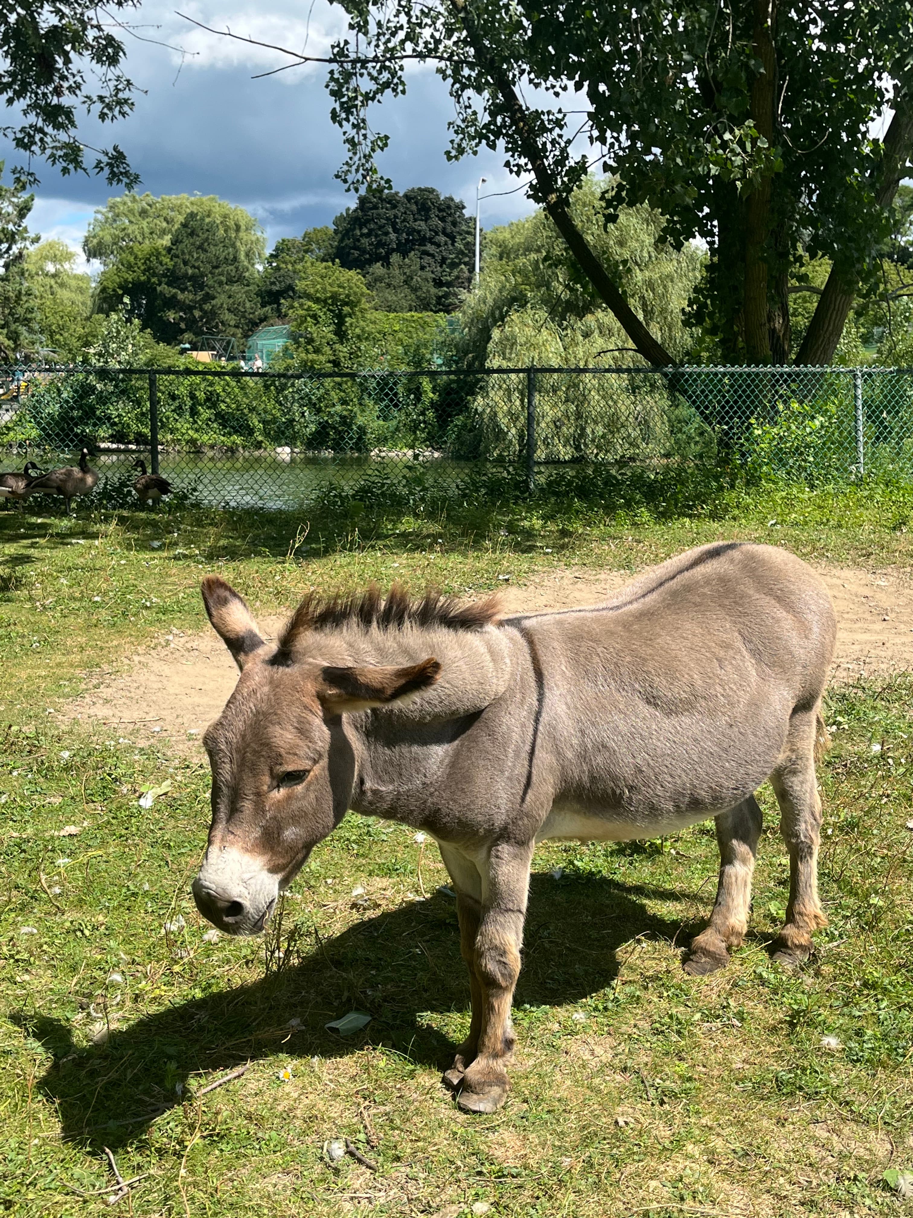 A donkey lying in the shade