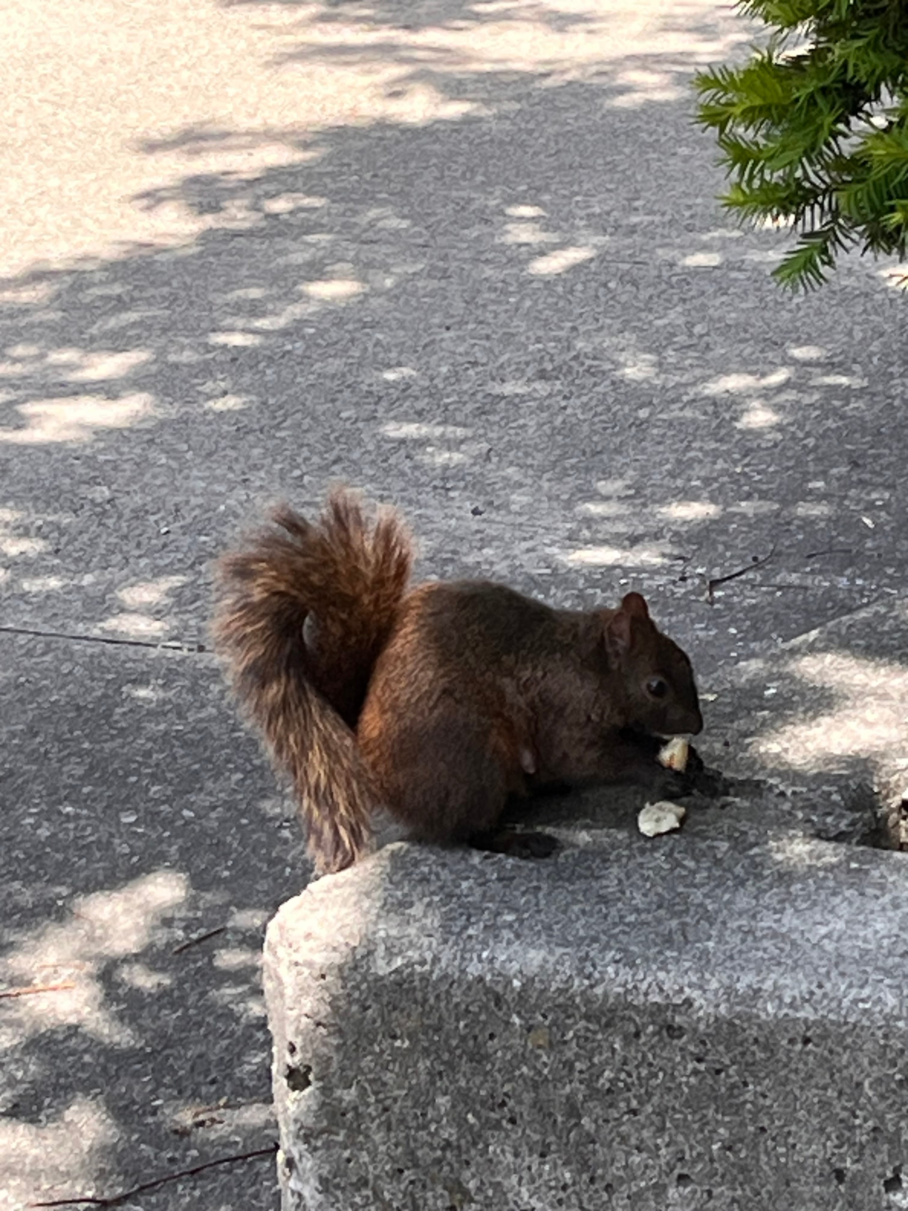 A black squirrel eating on a stone wall