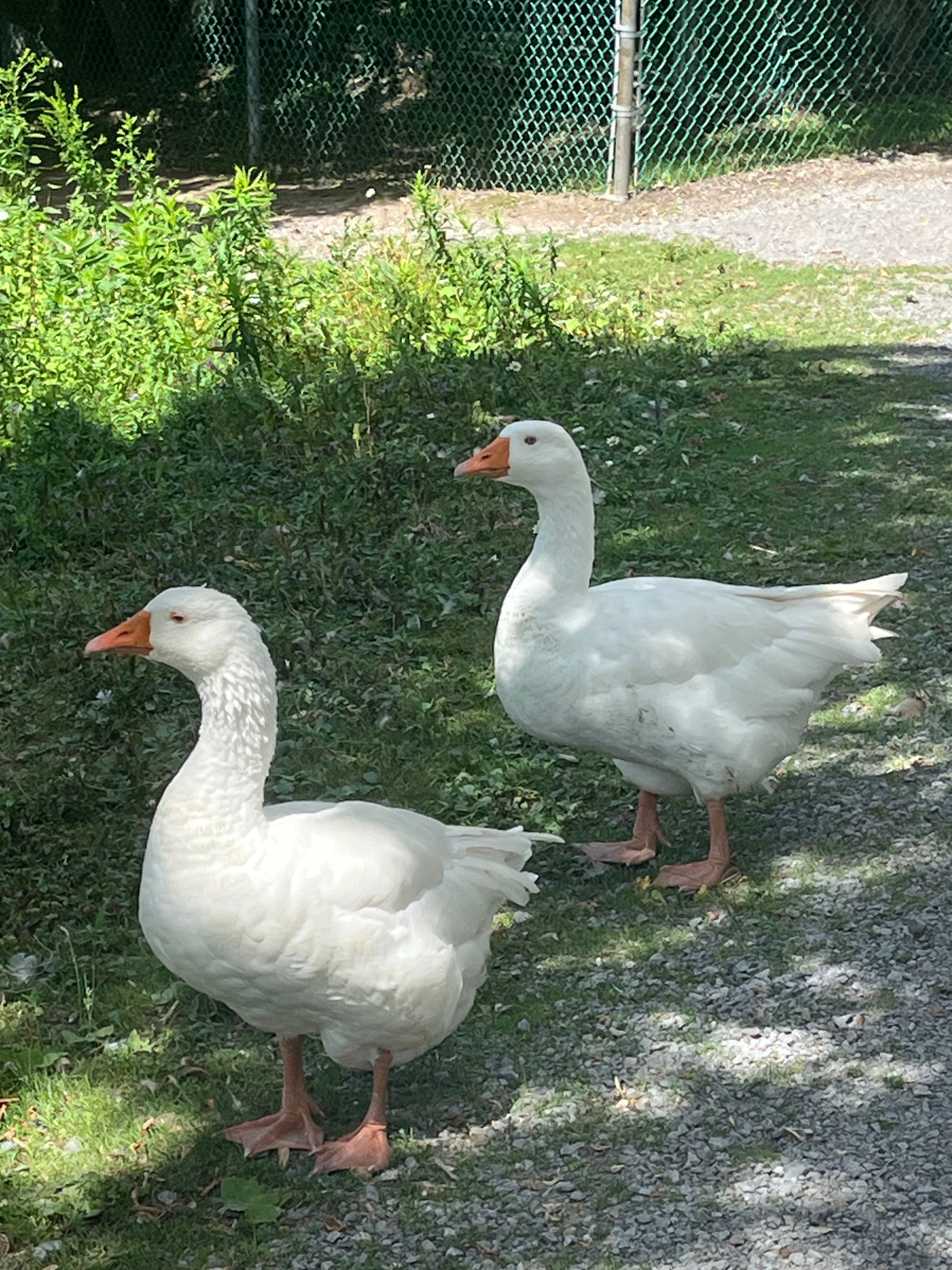 Two white geese in a field